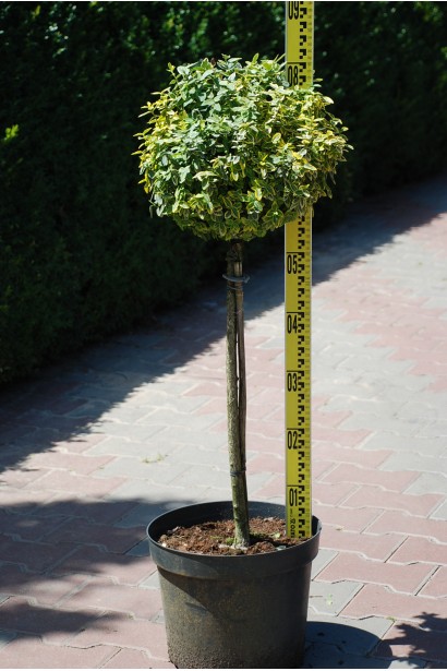 Бруслина Форчуна Емеральд енд Голд на штамбі | Бересклет Форчуна Эмеральд энд Голд на штамбе | Euonymus fortunei Emerald n Gold on stambe